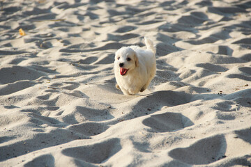 Maltipoo puppy running on sand. small Maltese dog playing outdoors. Family pet