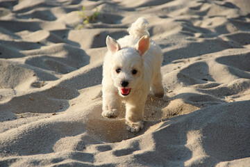 Maltipoo puppy running on sand. small Maltese dog playing outdoors. Family pet