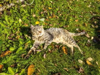 Sleepy tabby cat basking in the sun in autumn grass