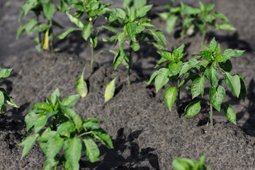 Fresh green seedlings thrive in the sunlit garden soil during summer days