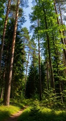 Fototapeta premium Forest Path Sunlight.