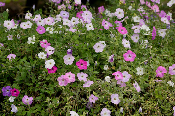 Fototapeta premium Petunia, namely surfinia. Petunias mixed colors in the garden. Colorful common garden petunias. Petunias floral background