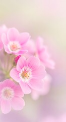 Fototapeta premium Delicate Pink Blossoms in Soft Focus.