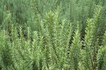 Rosemary or Rosmarinus officinalis, a herbal plant used as a spice, contains many vitamins and functions as the main ingredient in essential oils.