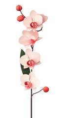 Fototapeta premium PNG An orchid blossom flower plant.