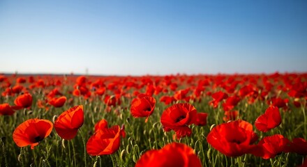 Red Poppy Field Under Clear Sky.