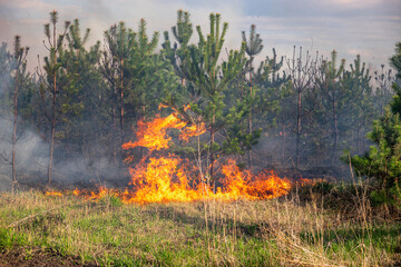 Intense wildfire blazing through a dense pine forest