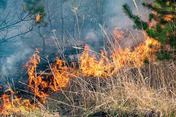 Intense forest fire burning through dry grass and trees