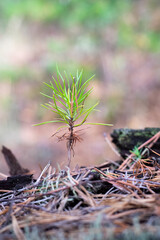 Resilient young sapling emerging from natural forest floor