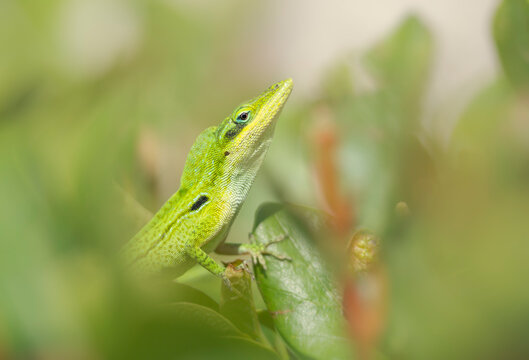 Close-up side view of a male green anole lizard (Anolis carolinensis) performing a courtship display, Florida, USA