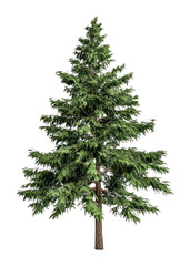 PNG Real green big tree background isolated plant.