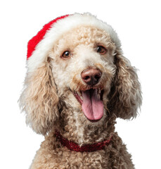 PNG Poodle wearing a red Santa hat christmas festive poodle.