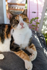 Rescue shelter cats resting and looking at camera