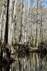 Manchac Swamp, Louisiana - Ghostly Cypress trees with reflection in water - Winter