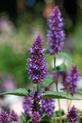 Close up of a beelicious purple agastache flower in bloom