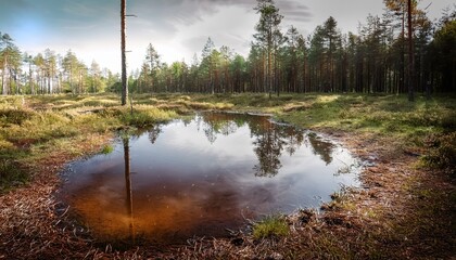 Brown Puddle On The Forest Floor In Finland