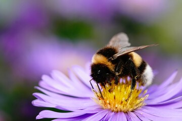 Bumblebee on purple aster collecting pollen