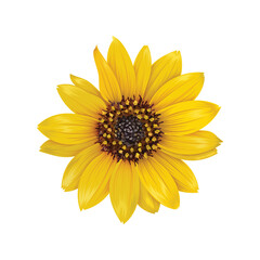 Realistic yellow delta sunflowers illustration isolated on white background