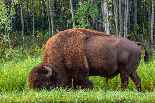Bison grazing in green grass, Elk Island National Park, Alberta