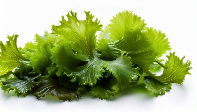Green Algae Sea Lettuce Ulva Lactuca Isolated On White Background