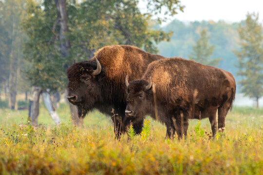 Bison cow with calf in Elk Island National Park, Alberta, Canada