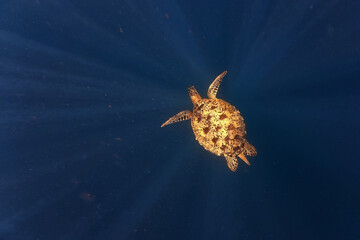 Green sea turtle Chelonia mydas also black (sea) turtle or Pacific green turtle, sea turtle in Cheloniidae. Adult huge turtles swimming under the water and feed on the coral reef in Indonesia