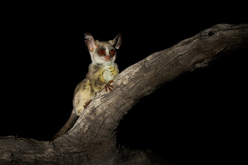 Mohol bushbaby Galago moholi primate in Galagidae native to mesic woodlands of southern Africa, in savanna, miombo and mopane woodland, cute nocturnal animal in the night