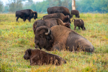 Grazing bison herd in Elk Island National Park, Alberta, Canada © Thomas