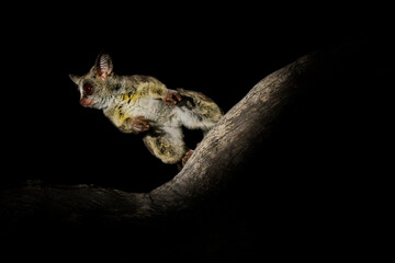 Mohol bushbaby Galago moholi primate in Galagidae native to mesic woodlands of southern Africa, in savanna, miombo and mopane woodland, cute nocturnal animal in the night