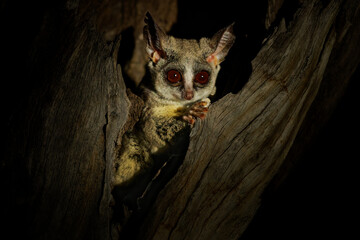 Mohol bushbaby Galago moholi primate in Galagidae native to mesic woodlands of southern Africa, in savanna, miombo and mopane woodland, cute nocturnal animal in the night