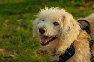 Cute fluffy white small dog smiling in a park outdoors