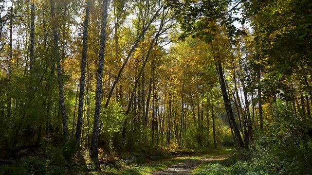 Yellow-green forest on an autumn day