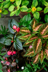 Flowers in the garden