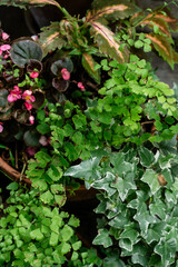 Flowers in the garden