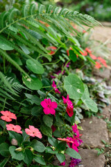 Flowers in the garden