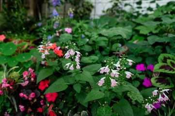 Flowers in the garden