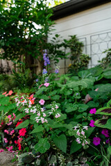 Flowers in the garden