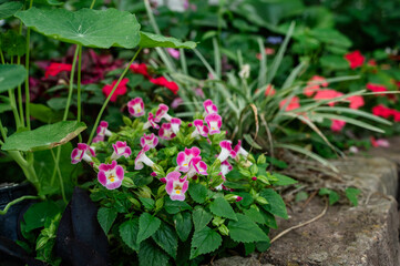 Flowers in the garden