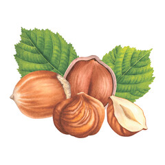 Whole and halved hazelnuts with green leaves. Hand drawn watercolor illustration of filbert nuts on isolated background. Drawing of forest nut kernels for packaging design. Healthy organic food.