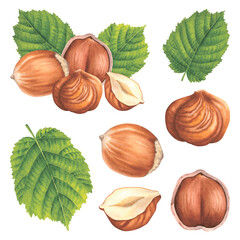 Whole and halved hazelnuts with green leaves. Hand drawn watercolor illustration of filbert nuts on isolated background. Drawing of forest nut kernels for packaging design. Healthy organic food