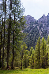 veduta e bosco del monte lussari, tarvisio