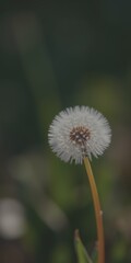 Dandelion seed head shining in sunlight with blurred green background during a peaceful morning in nature - Low Contrast