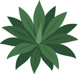 Agave Attenuata Illustration – Green Succulent Vector