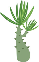 Pachypodium Illustration – Forked Succulent with Narrow Leaves Vector
