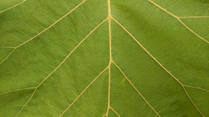green leaf texture