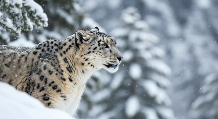 Fototapeta premium Snow leopard in winter wonderland wildlife portrait in natural habitat