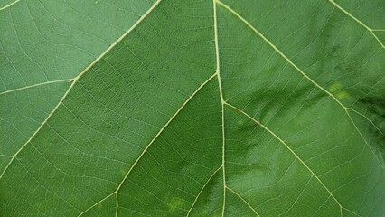 green leaf macro
