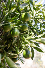 Natural Imperfection – Organic Citrus Fruits on a Tree