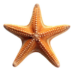 A vibrant orange starfish with five arms, detailed texture, isolated on transparent background