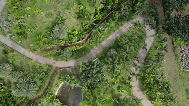 Eagle view drone footage of Parc des Palmiers on Reunion Island. Curved, sinusoidal paths wind through lush green palms, creating a striking and geometric visual composition.